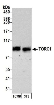 Rabbit anti-TORC1 Antibody, Affinity Purified