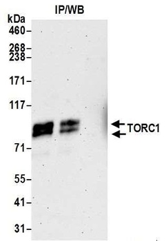 Rabbit anti-TORC1 Antibody, Affinity Purified