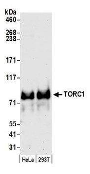 Rabbit anti-TORC1 Antibody, Affinity Purified