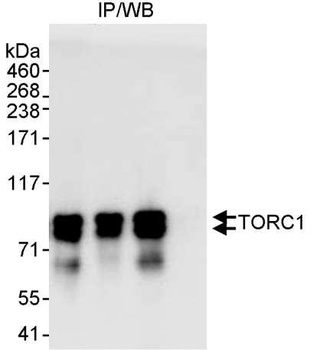 Rabbit anti-TORC1 Antibody, Affinity Purified