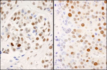 Rabbit anti-Phospho MCM2 (S53) Antibody, Affinity Purified