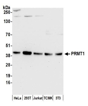Rabbit anti-PRMT1 Antibody, Affinity Purified