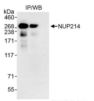 Rabbit anti-NUP214 Antibody, Affinity Purified