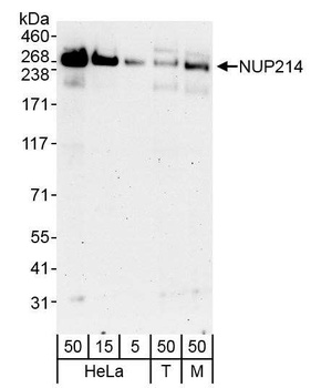Rabbit anti-NUP214 Antibody, Affinity Purified