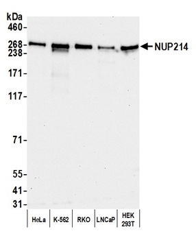 Rabbit anti-NUP214 Antibody, Affinity Purified
