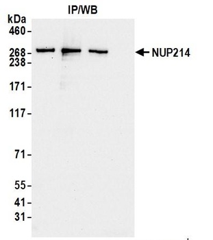 Rabbit anti-NUP214 Antibody, Affinity Purified