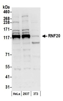 Rabbit anti-RNF20 Antibody, Affinity Purified