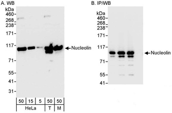 Rabbit anti-Nucleolin (NCL) Antibody, Affinity Purified