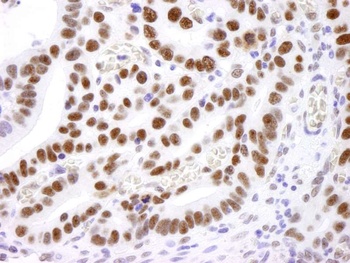Rabbit anti-Nucleolin (NCL) Antibody, Affinity Purified