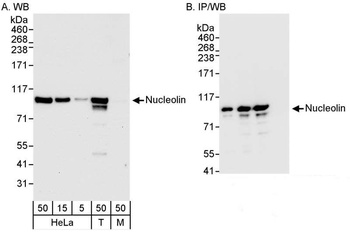 Rabbit anti-Nucleolin (NCL) Antibody, Affinity Purified