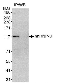 Rabbit anti-hnRNP-U Antibody, Affinity Purified