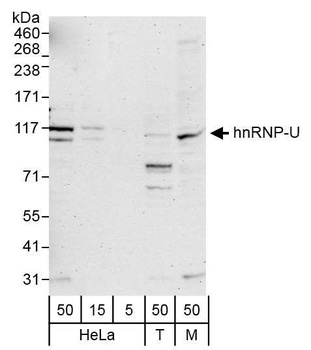 Rabbit anti-hnRNP-U Antibody, Affinity Purified