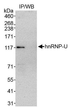 Rabbit anti-hnRNP-U Antibody, Affinity Purified