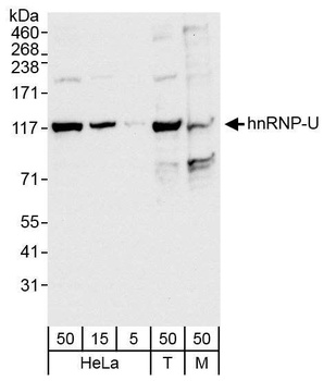 Rabbit anti-hnRNP-U Antibody, Affinity Purified