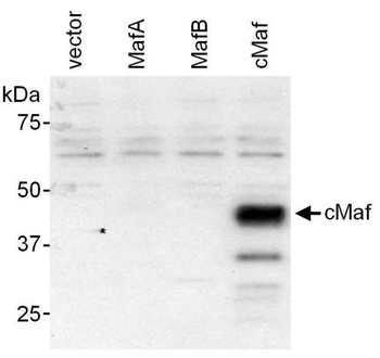 Rabbit anti-c-Maf Antibody, Affinity Purified
