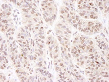 Rabbit anti-BTF Antibody, Affinity Purified