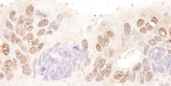Rabbit anti-BTF Antibody, Affinity Purified