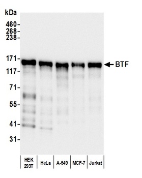Rabbit anti-BTF Antibody, Affinity Purified