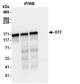 Rabbit anti-BTF Antibody, Affinity Purified