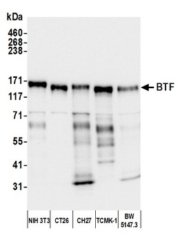 Rabbit anti-BTF Antibody, Affinity Purified