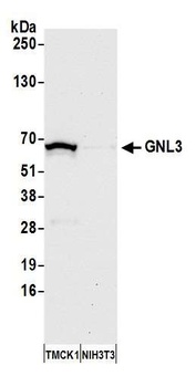 Rabbit anti-GNL3 Antibody, Affinity Purified