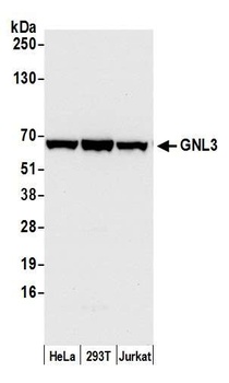 Rabbit anti-GNL3 Antibody, Affinity Purified