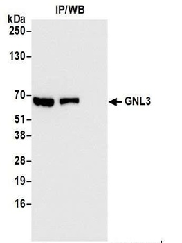 Rabbit anti-GNL3 Antibody, Affinity Purified