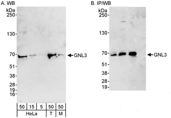 Rabbit anti-GNL3 Antibody, Affinity Purified