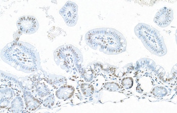 Rabbit anti-NONO Antibody, Affinity Purified