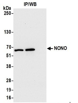 Rabbit anti-NONO Antibody, Affinity Purified