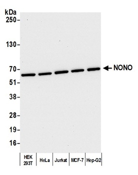 Rabbit anti-NONO Antibody, Affinity Purified