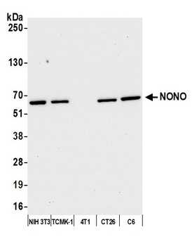 Rabbit anti-NONO Antibody, Affinity Purified