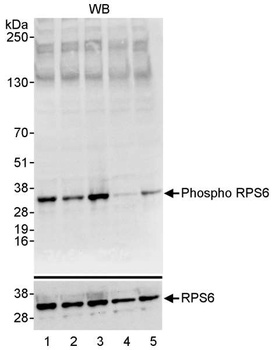 Rabbit anti-Phospho RPS6 (S235/236) Antibody, Affinity Purified
