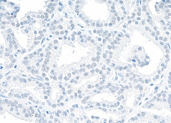 Rabbit anti-NONO Antibody, Affinity Purified