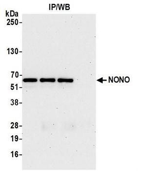 Rabbit anti-NONO Antibody, Affinity Purified