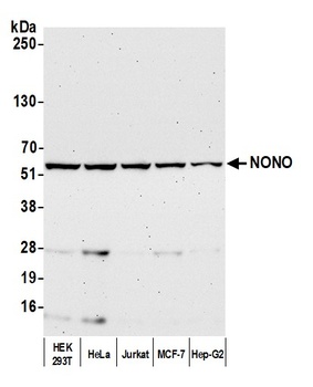 Rabbit anti-NONO Antibody, Affinity Purified