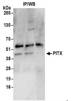 Rabbit anti-PITX1 Antibody, Affinity Purified