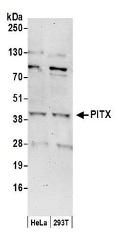 Rabbit anti-PITX1 Antibody, Affinity Purified