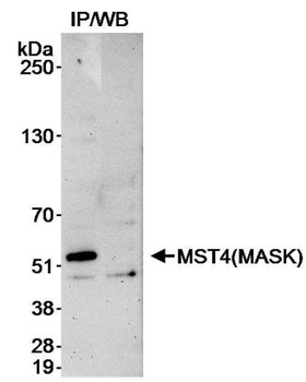 Rabbit anti-MST4/MASK Antibody, Affinity Purified