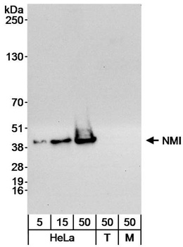 Rabbit anti-NMI Antibody, Affinity Purified