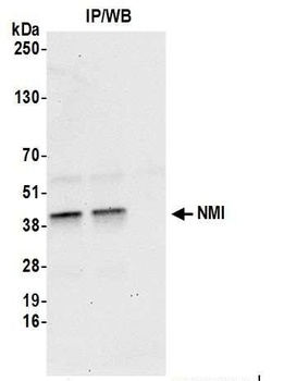 Rabbit anti-NMI Antibody, Affinity Purified