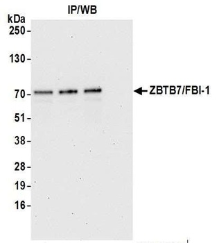 Rabbit anti-ZBTB7/FBI-1 Antibody, Affinity Purified