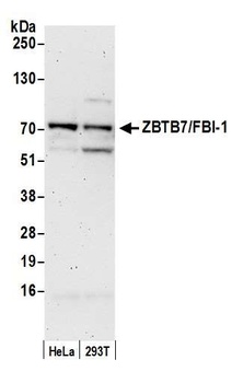 Rabbit anti-ZBTB7/FBI-1 Antibody, Affinity Purified