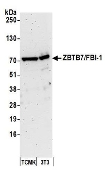 Rabbit anti-ZBTB7/FBI-1 Antibody, Affinity Purified