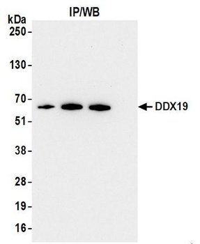 Rabbit anti-DDX19 Antibody, Affinity Purified