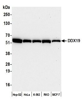 Rabbit anti-DDX19 Antibody, Affinity Purified