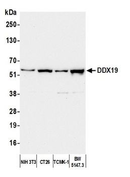 Rabbit anti-DDX19 Antibody, Affinity Purified
