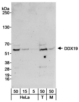 Rabbit anti-DDX19 Antibody, Affinity Purified