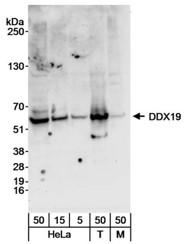 Rabbit anti-DDX19 Antibody, Affinity Purified