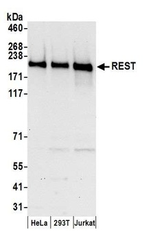 Rabbit anti-REST Antibody, Affinity Purified